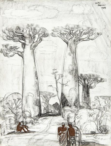 Madagascar, baobabs, forêt de Morondava, 1959