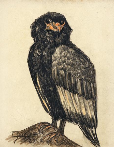 Aigle bateleur Gaston SUISSE