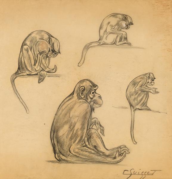 Cercopithèques Gaston SUISSE