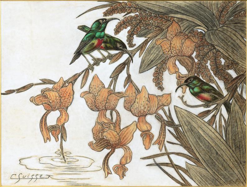 Colibris dans les orchidées Gaston SUISSE