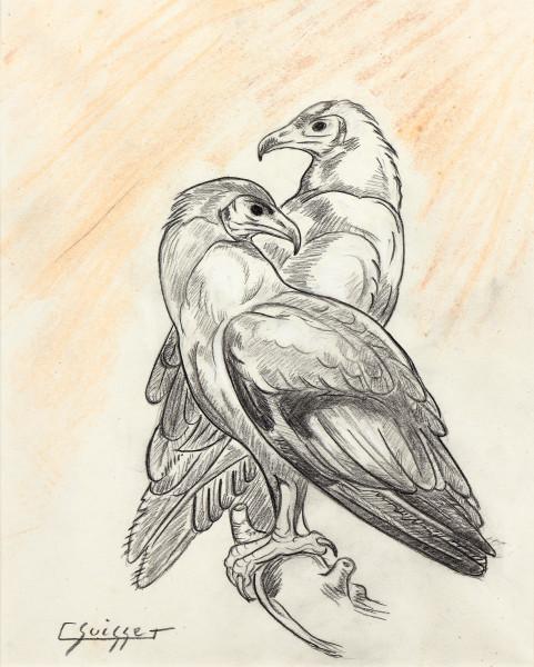 Couple de percnoptères Gaston SUISSE