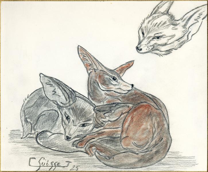 Fennecs, 1925 Gaston SUISSE
