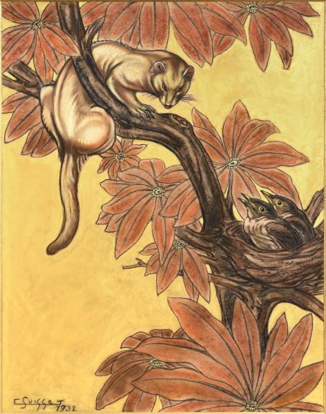 Furet et oisillons Gaston SUISSE