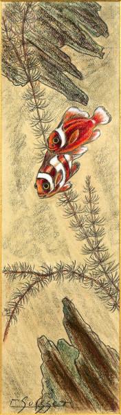Poissons clowns Gaston SUISSE