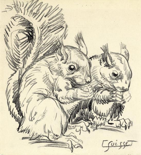 Écureuils Gaston SUISSE