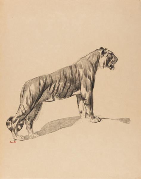 Tigre guettant Paul JOUVE