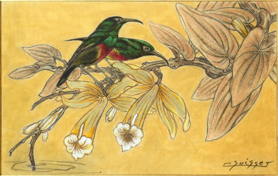 Colibris dans les fleurs de vanille Gaston SUISSE