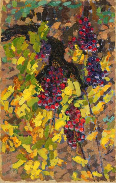 Plant de vigne aux raisins mauves Jacques MARTIN FERRIERES