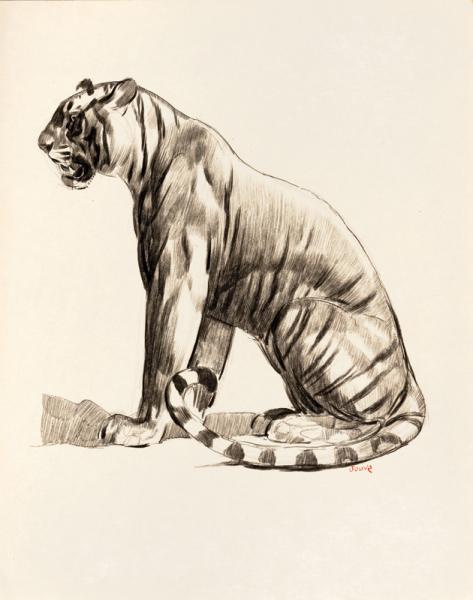 Tigre assis de profil, 1925
